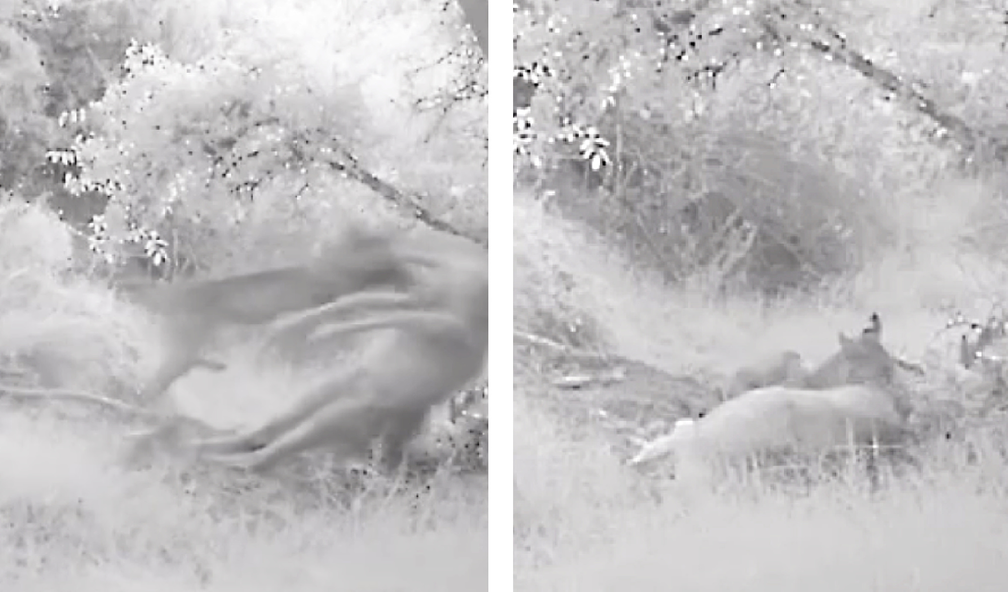 Watch: Bobcat Takes Down Adult Mule Deer on Trail Camera - Muddy ...
